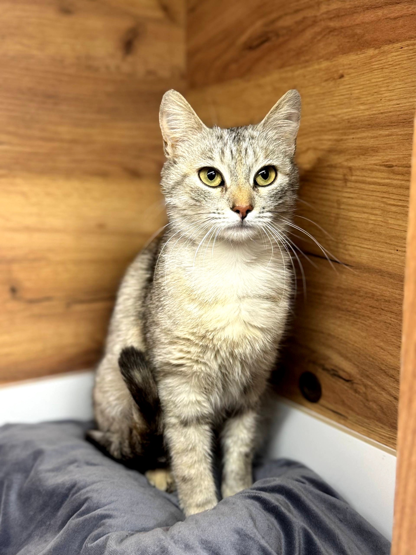 Метис шотландця