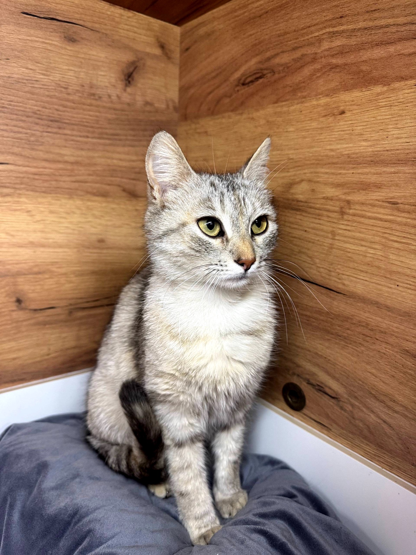 Метис шотландця