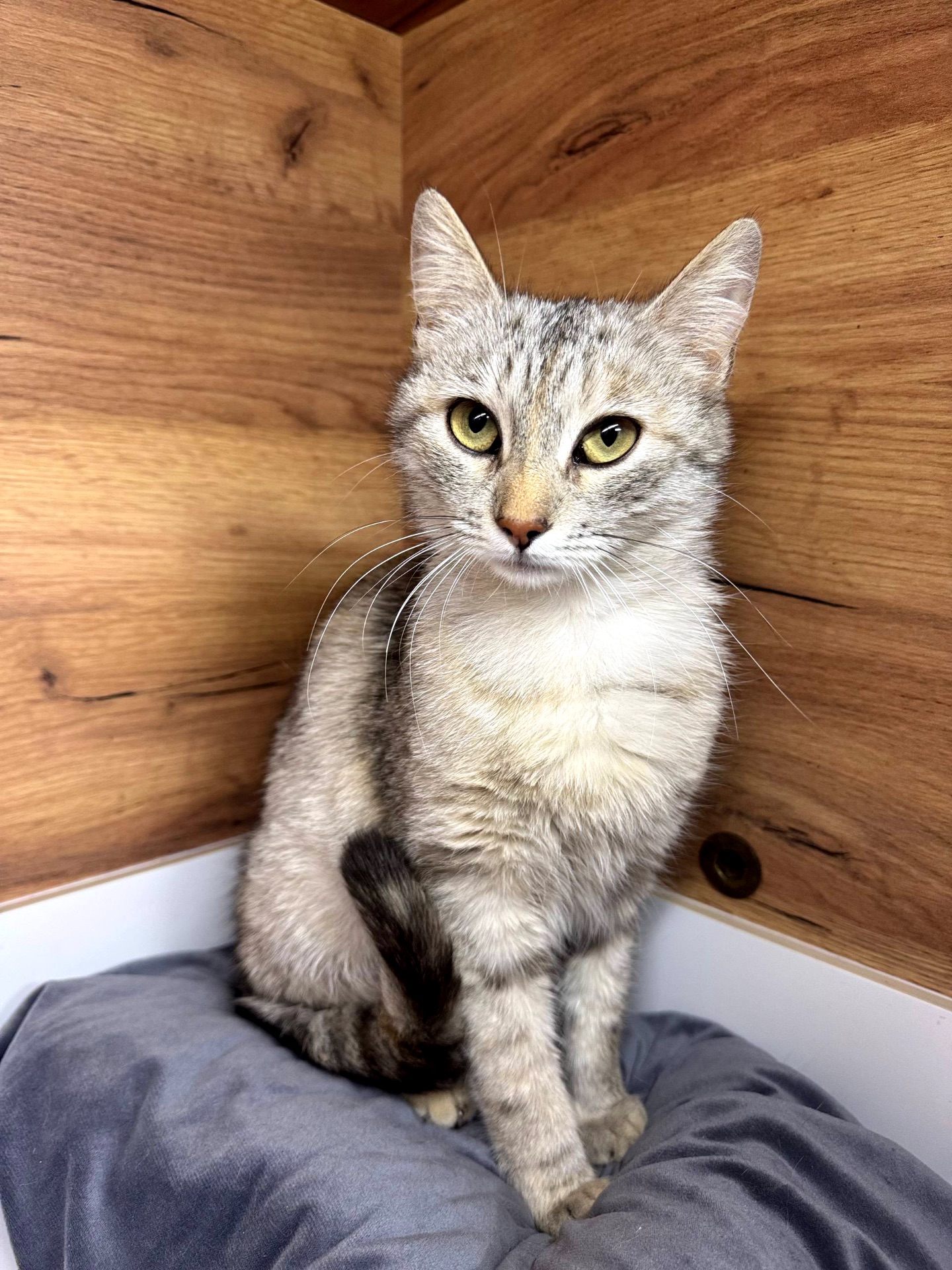 Метис шотландця