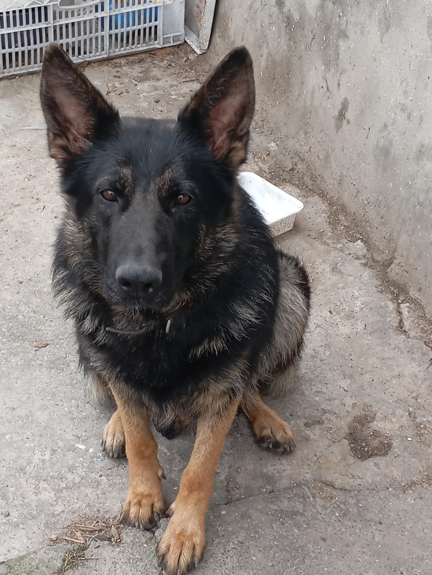 Цуценята німецької вівчарки