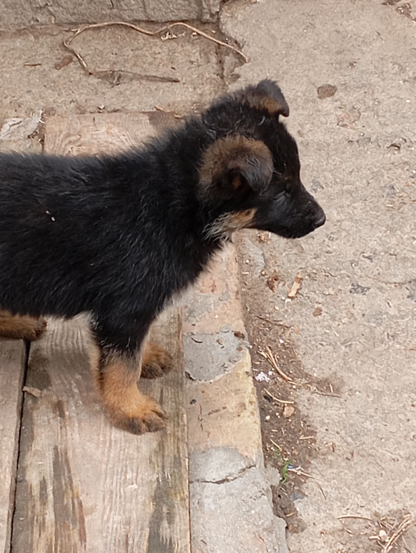 Цуценята німецької вівчарки