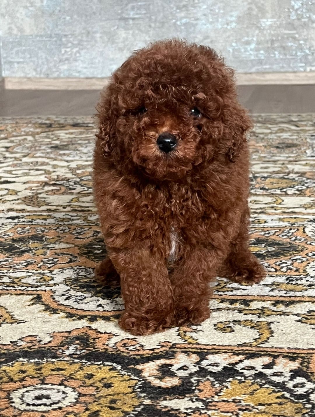 СРОЧНО той пудель