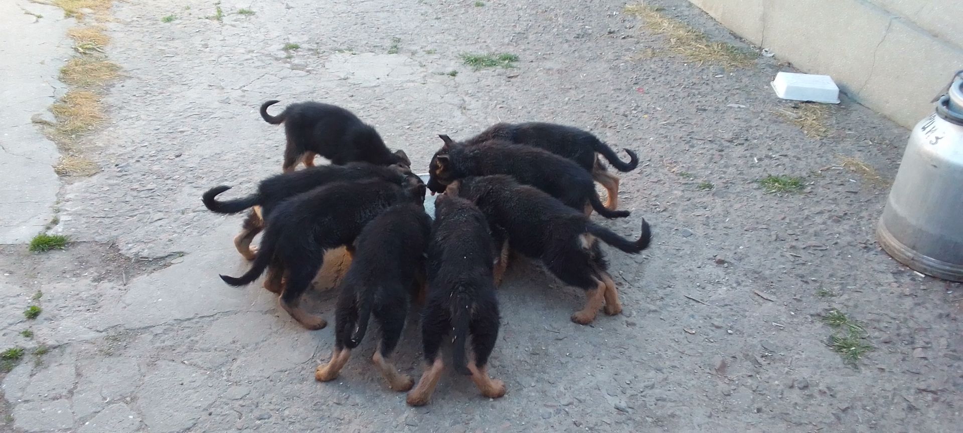 Цуценята німецької вівчарки