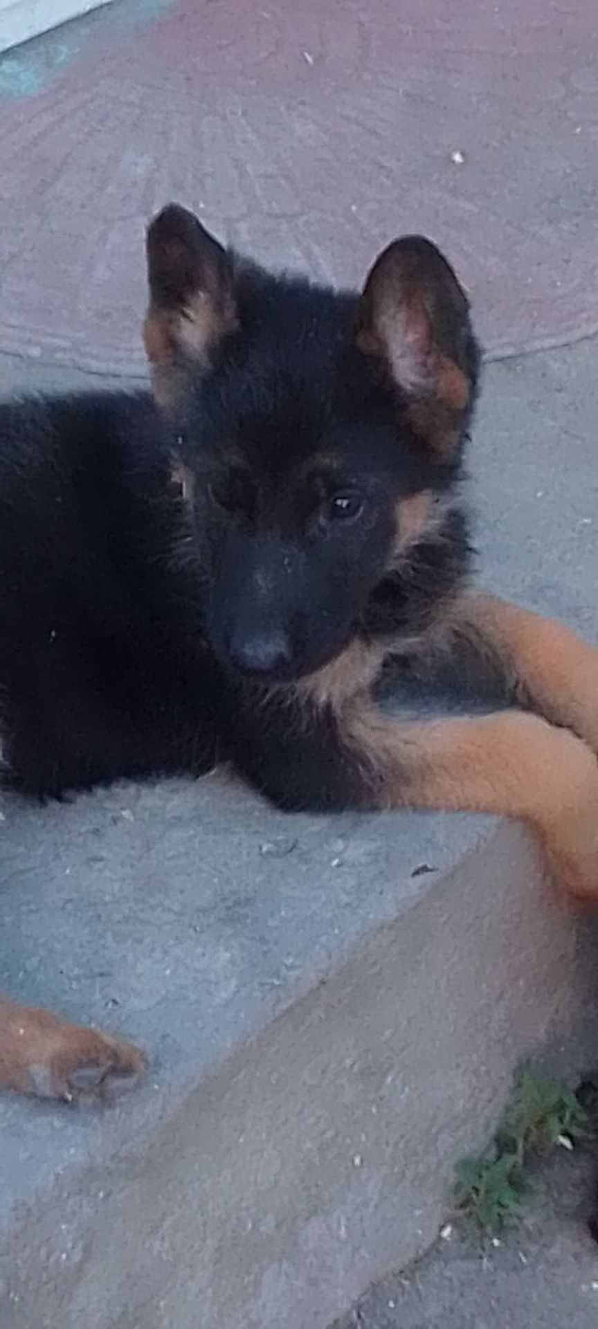 Цуценята німецької вівчарки