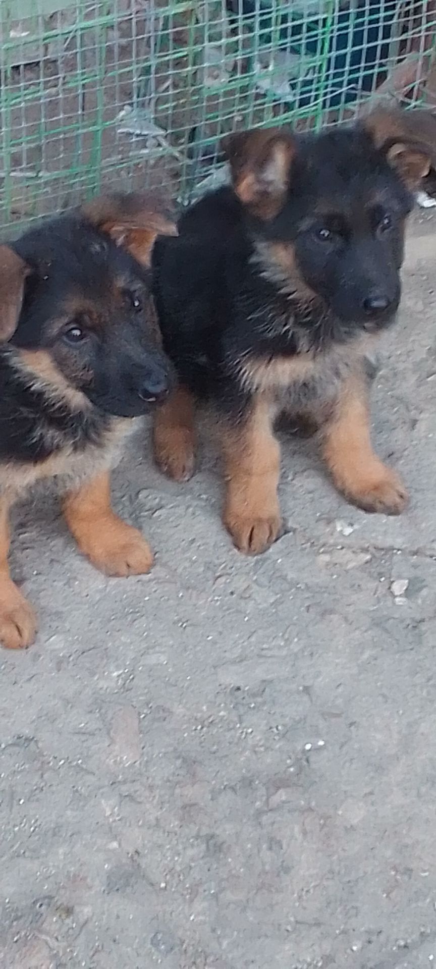 Цуценята німецької вівчарки