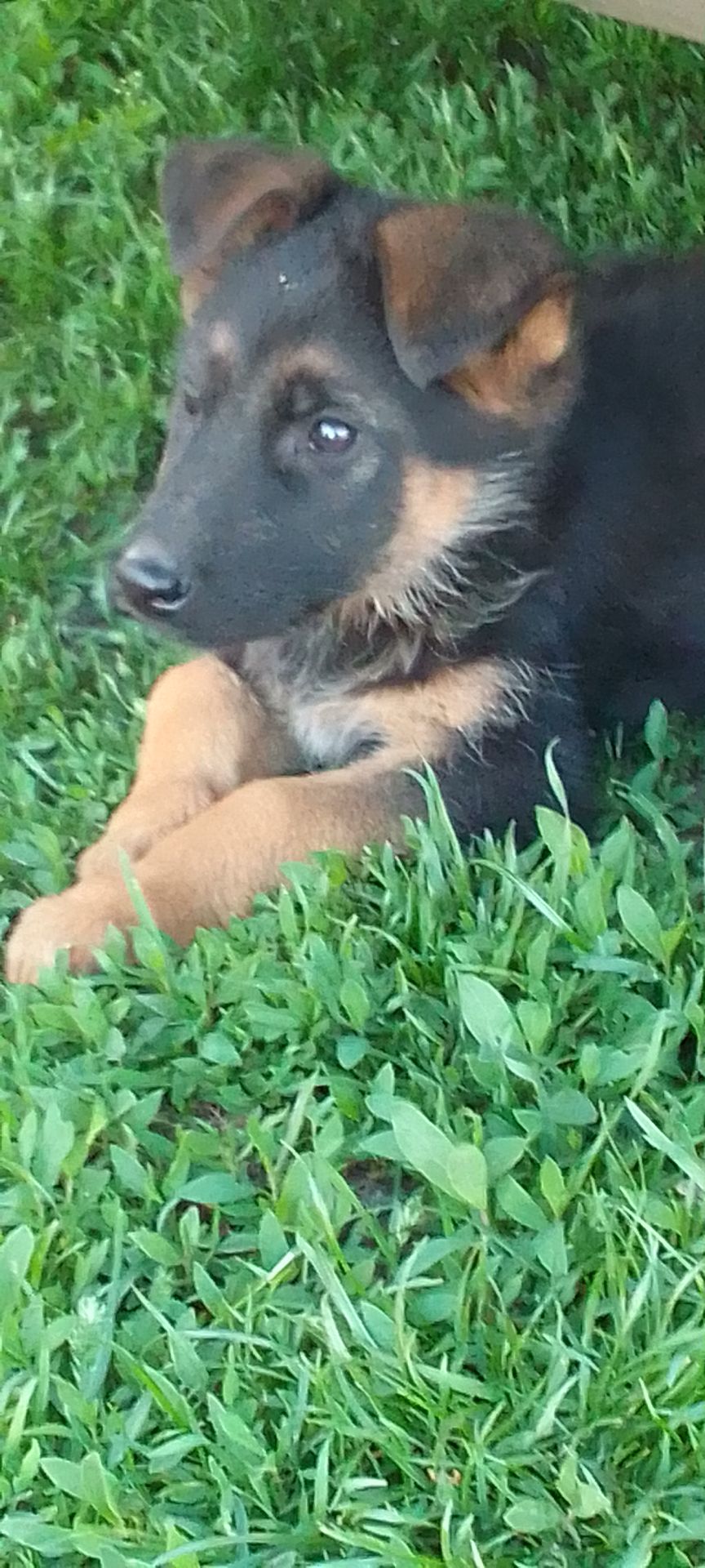 Цуценята німецької вівчарки