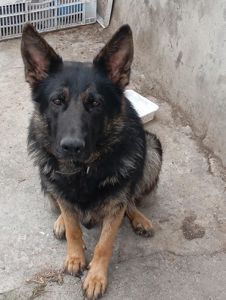 Цуценята німецької вівчарки