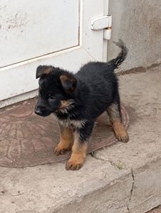 Цуценята німецької вівчарки