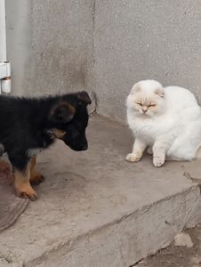 Цуценята німецької вівчарки