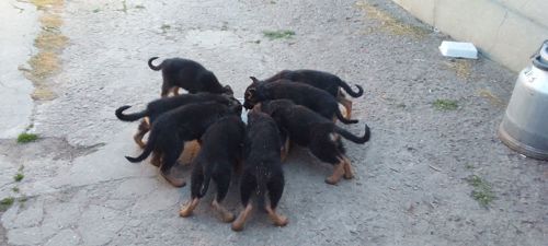 Цуценята німецької вівчарки