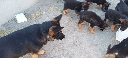 Цуценята німецької вівчарки