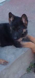 Цуценята німецької вівчарки