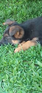 Цуценята німецької вівчарки