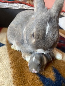 Декоративные кролики