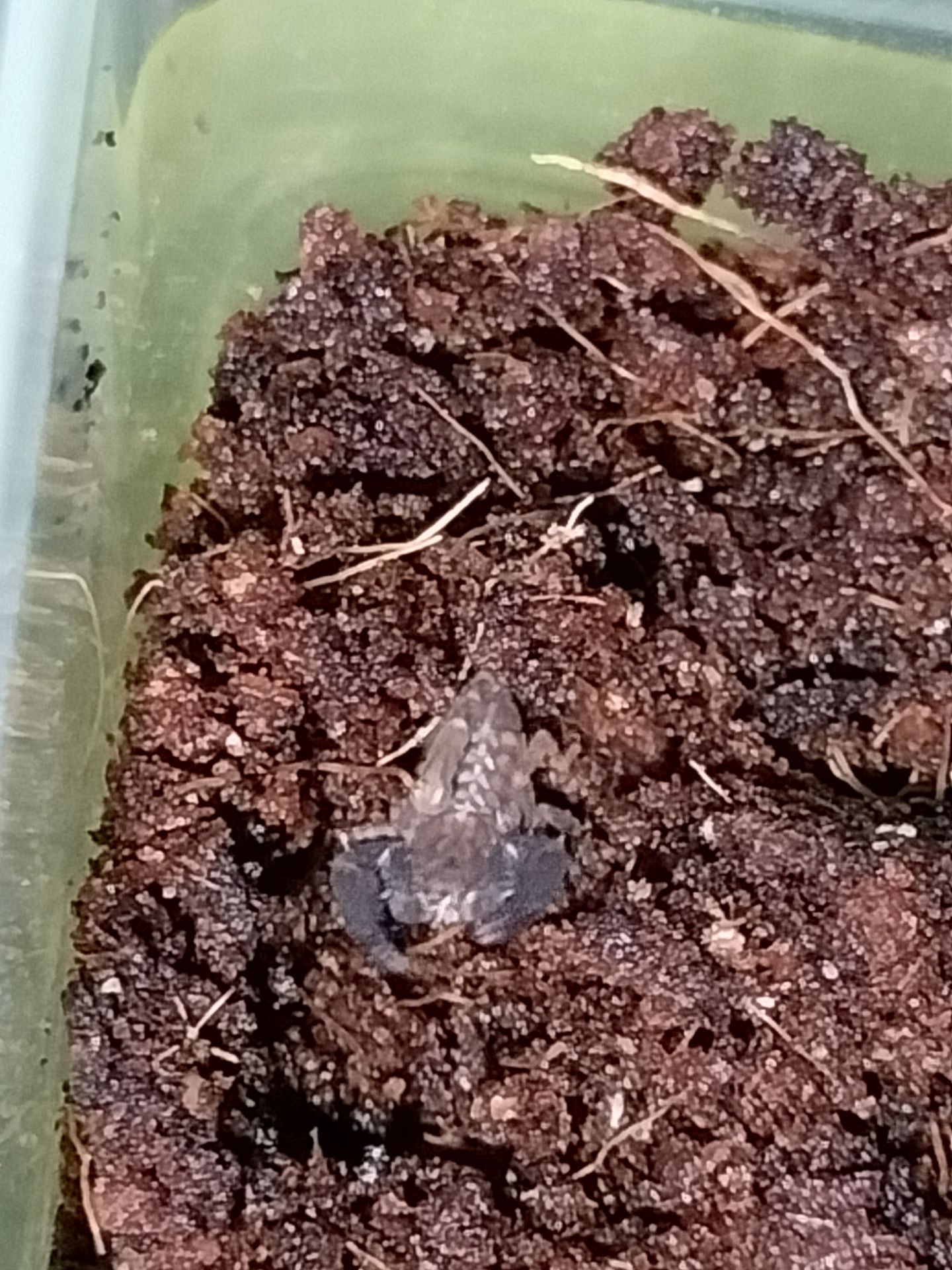 Скорпіони Chaerilus sp. Java