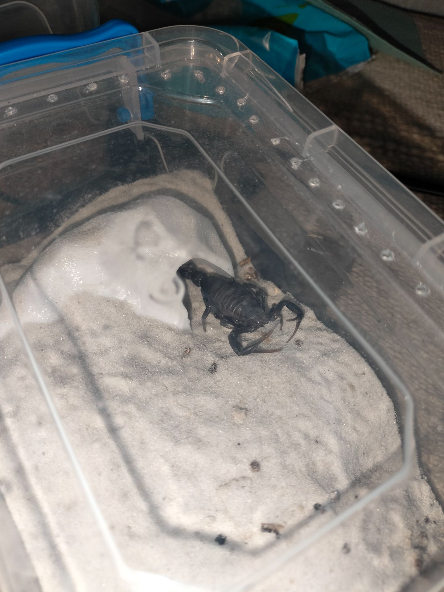 Androctonus bicolor Л5 (самець+ самка)