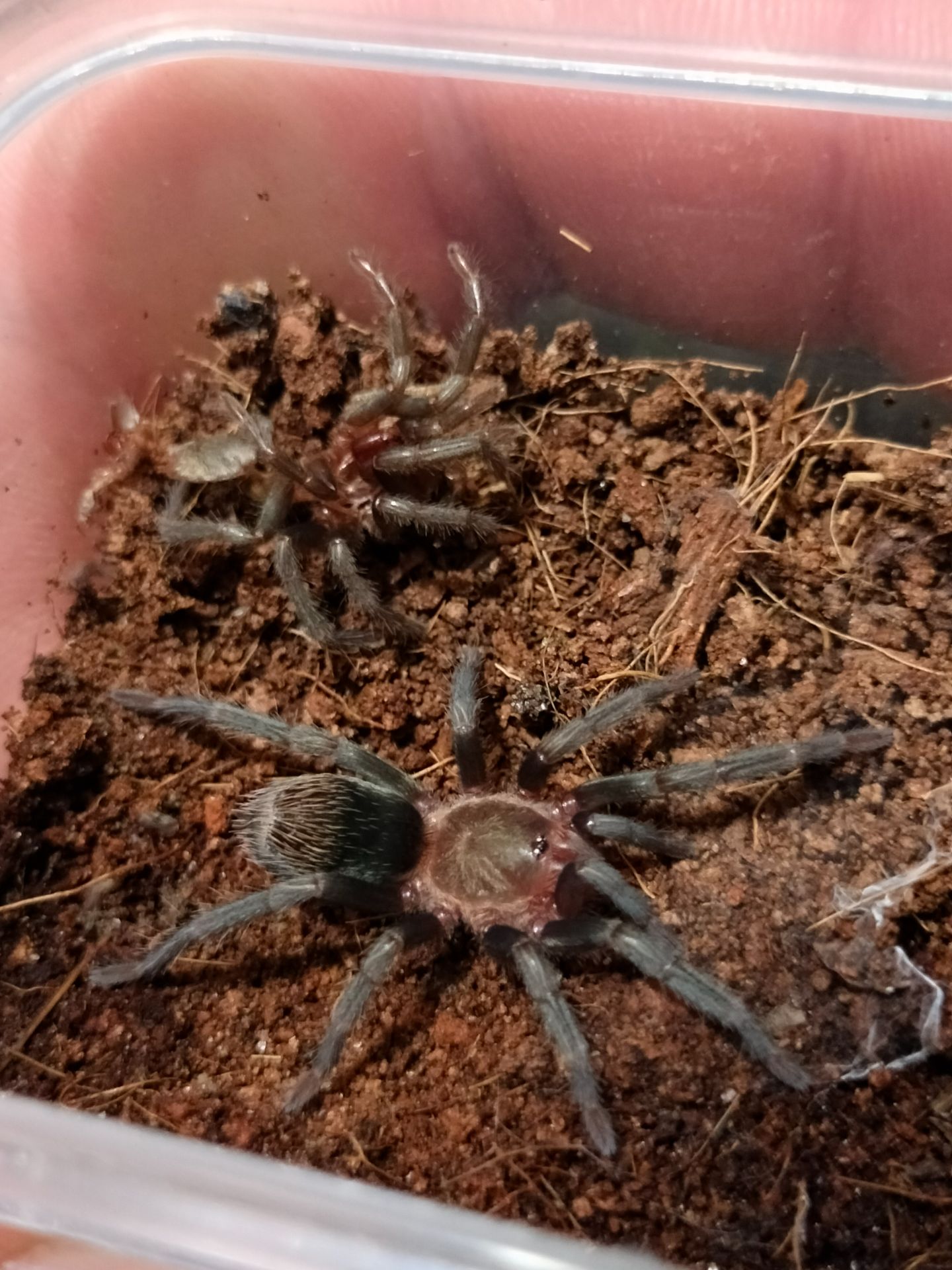 Павуки Trixopelma pruriens l5-l6