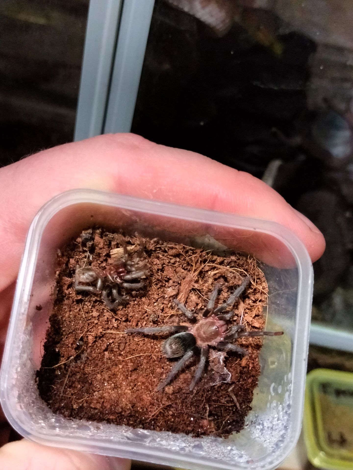 Павуки Trixopelma pruriens l5-l6