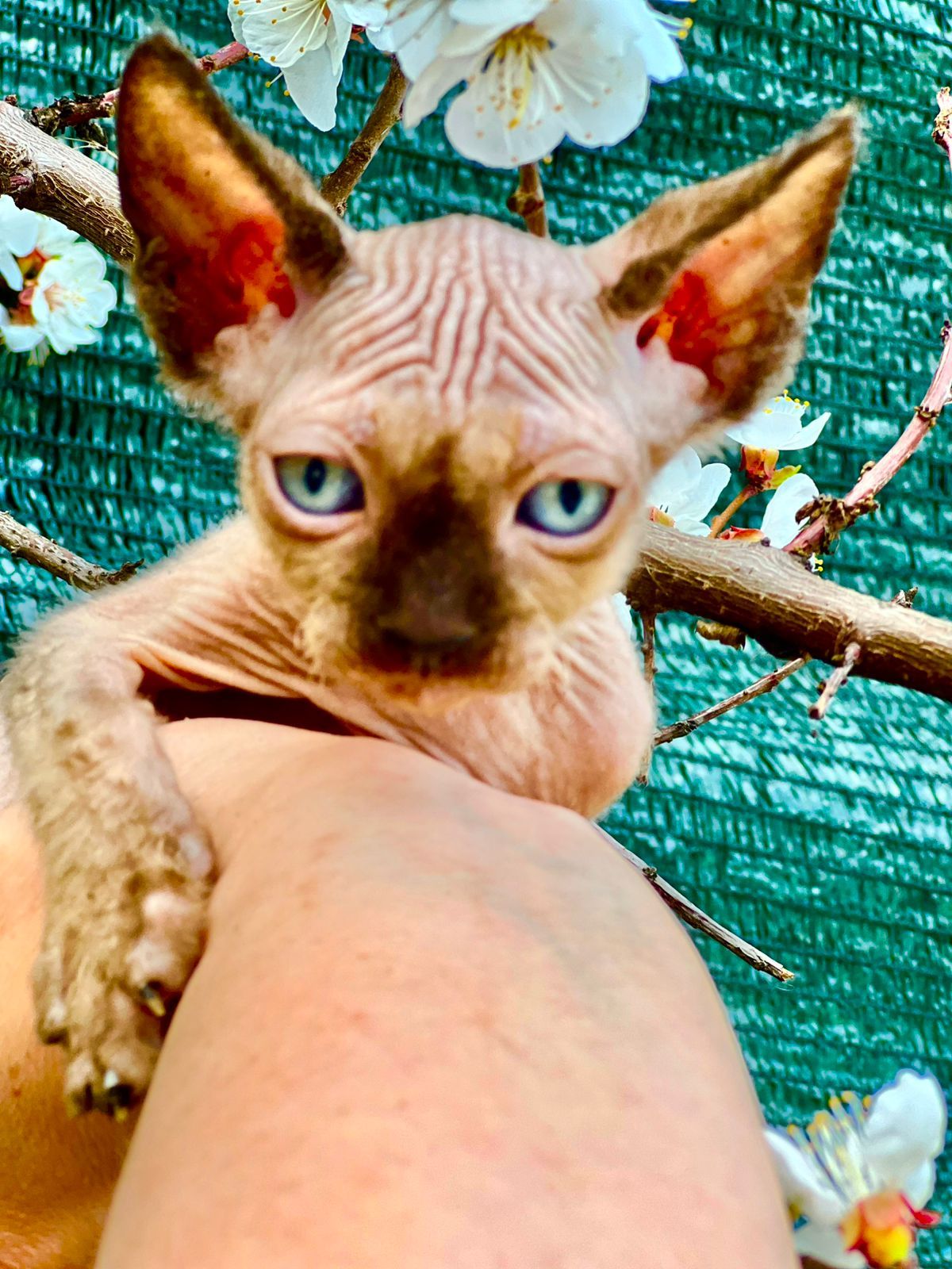 Канад, эльф сфинкс