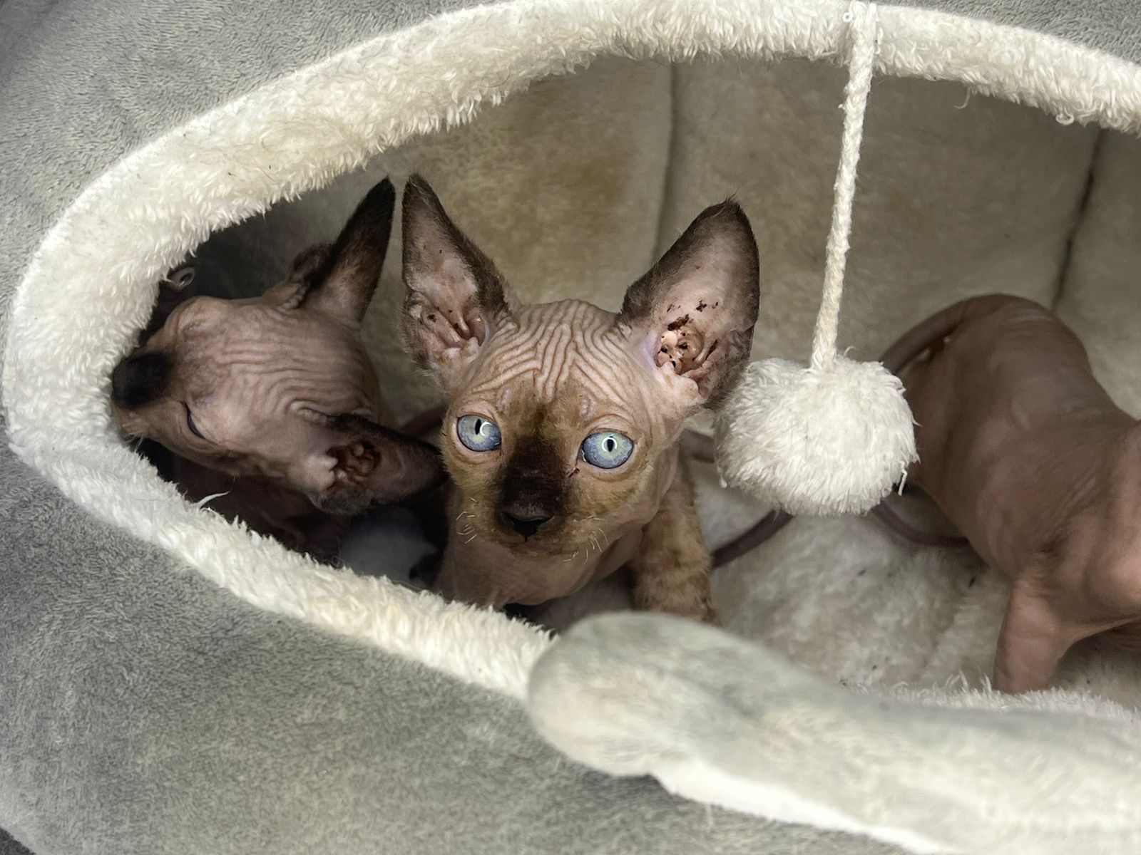 Канад, эльф сфинкс