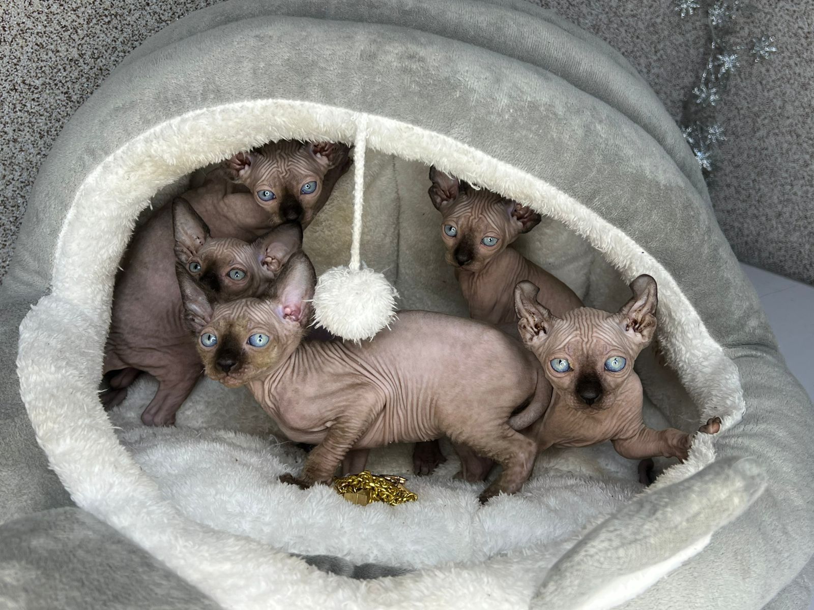 Канад, эльф сфинкс