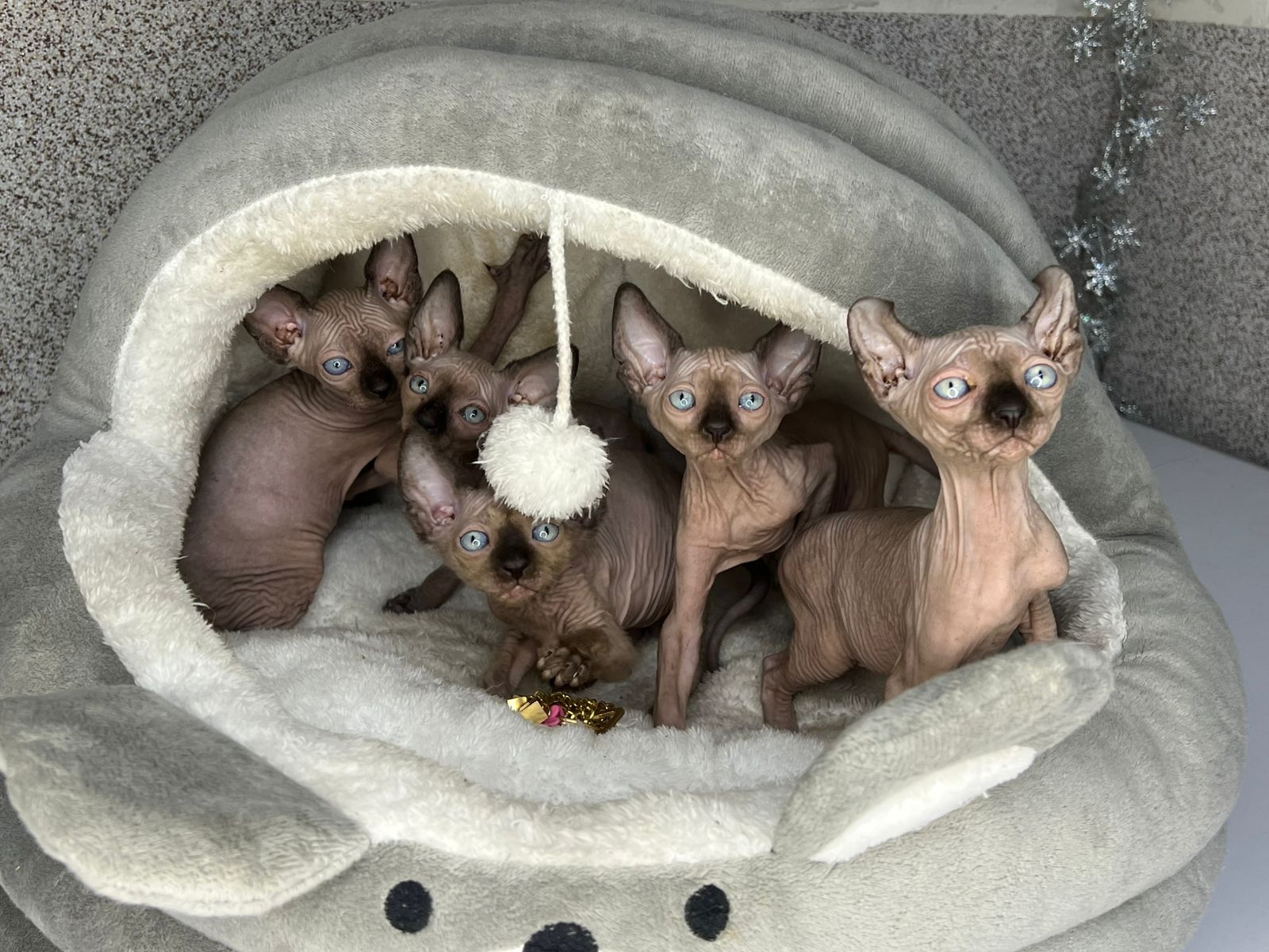 Канад, эльф сфинкс