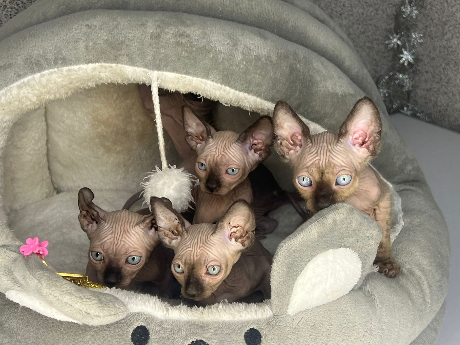 Канад, эльф сфинкс