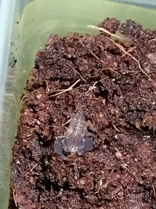 Скорпіони Chaerilus sp. Java