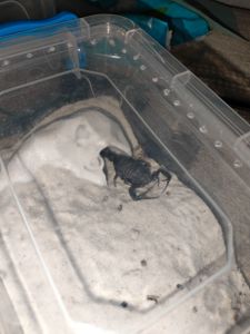 Androctonus bicolor Л5 (самець+ самка)