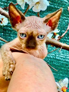 Канад, эльф сфинкс