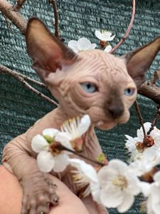 Канад, эльф сфинкс