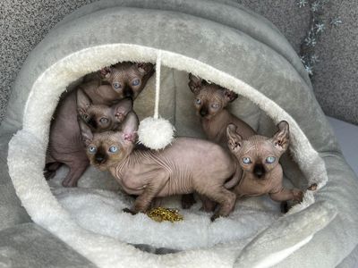 Канад, эльф сфинкс