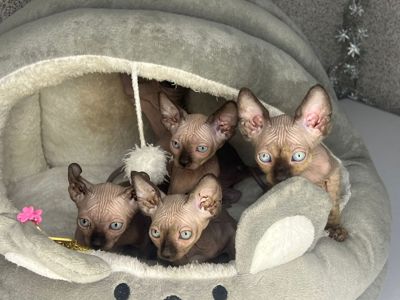 Канад, эльф сфинкс