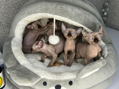 Канад, эльф сфинкс