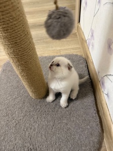 Продам шотландських котят. Окрас колор-пойнт