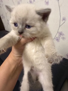 Продам шотландських котят. Окрас колор-пойнт