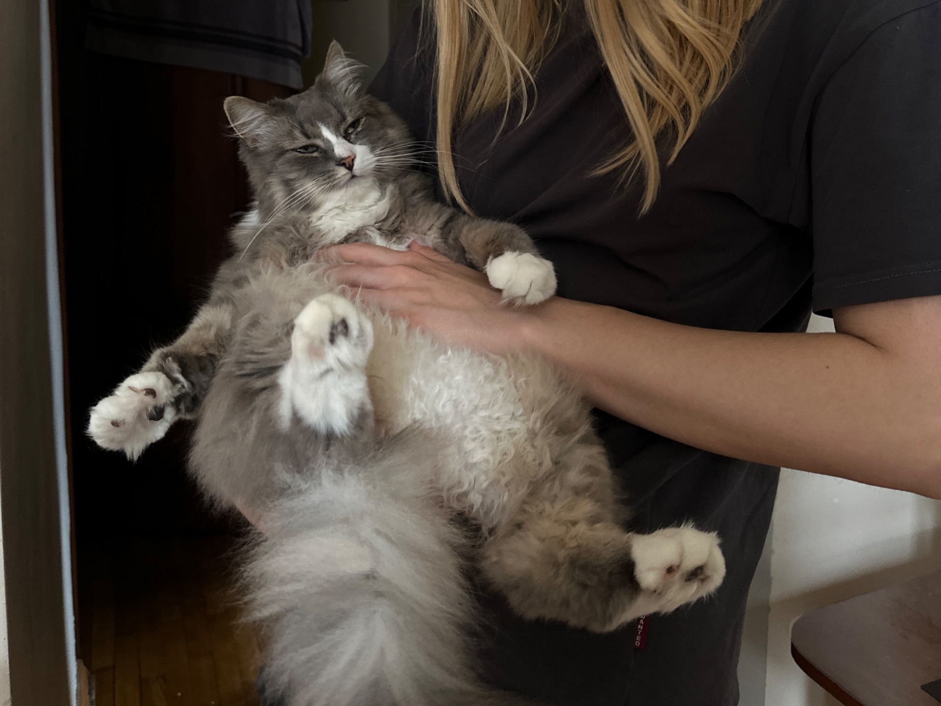 Пухнастий котик Смурфік