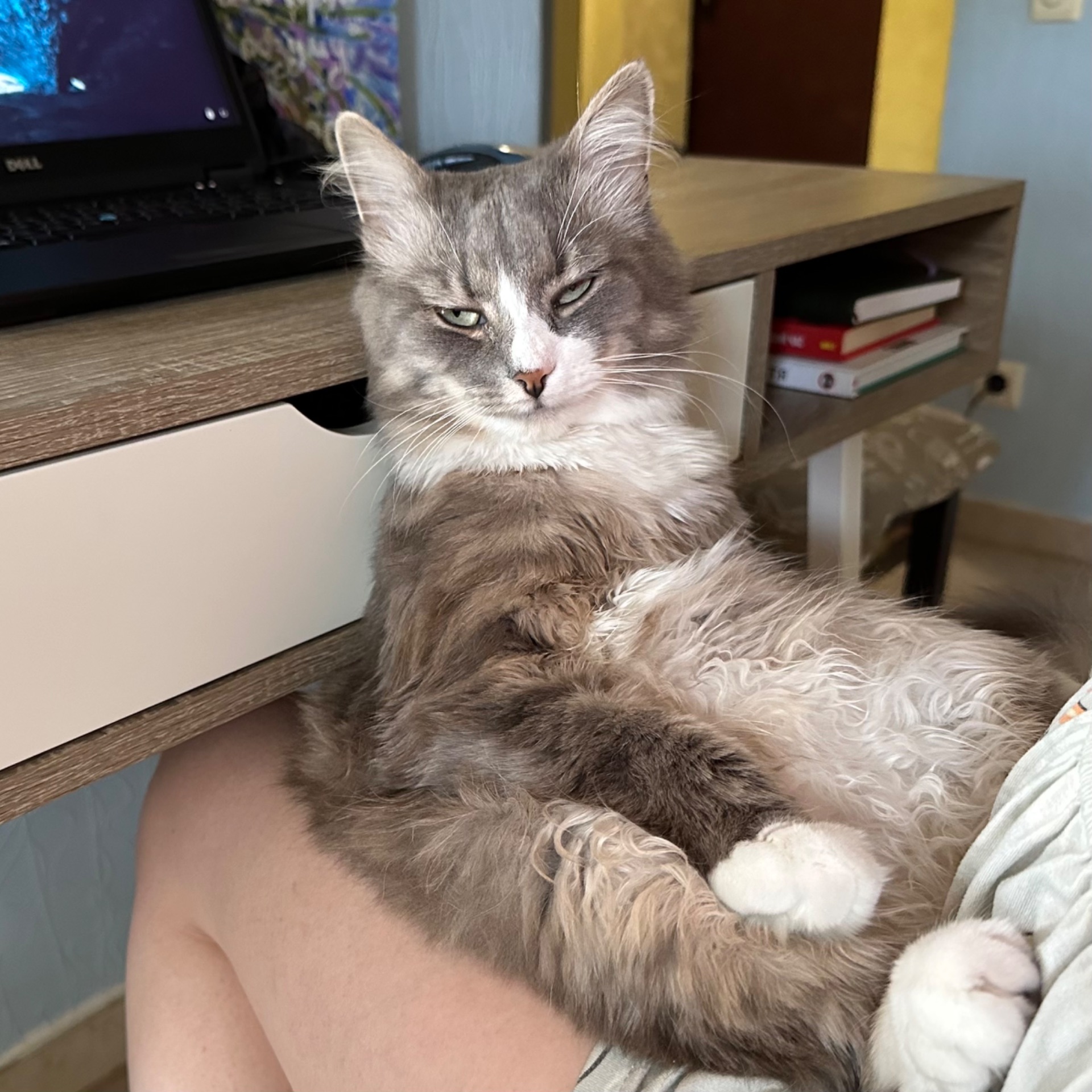 Пухнастий котик Смурфік