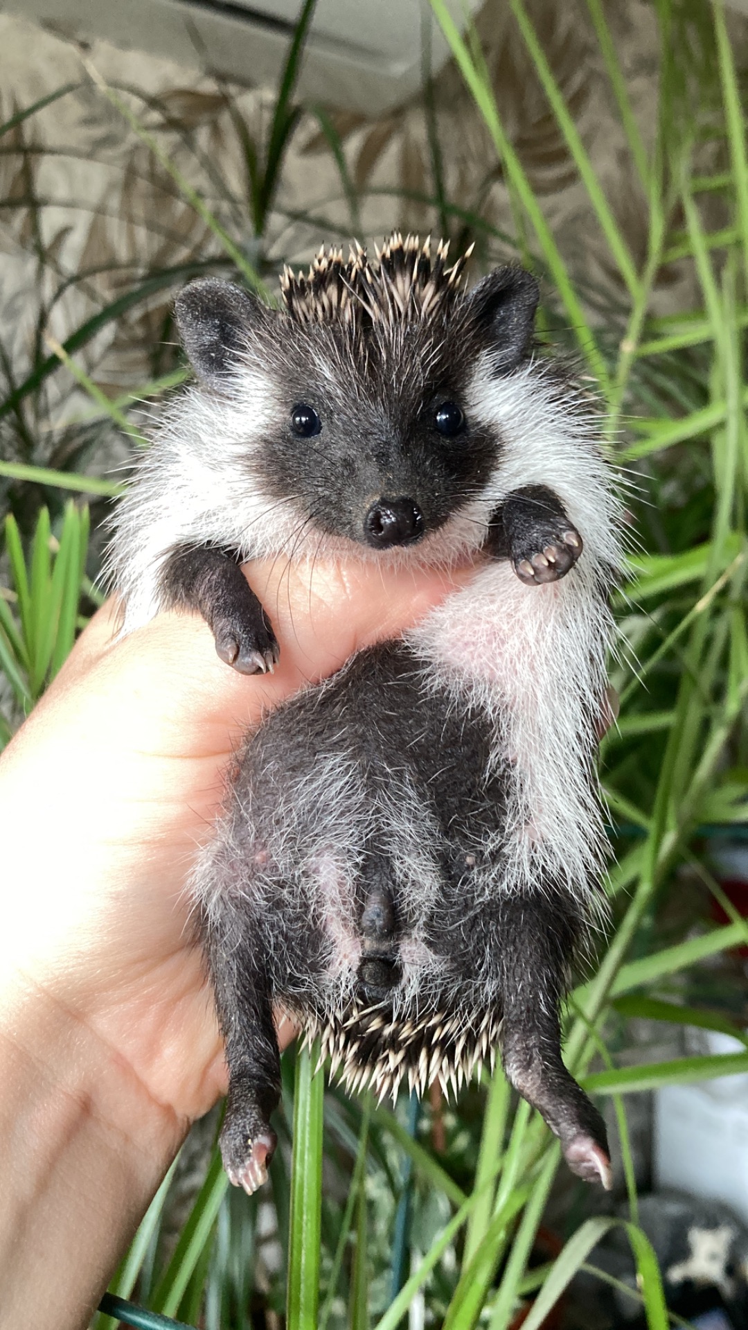 Їжак африканський карликовий ежик
