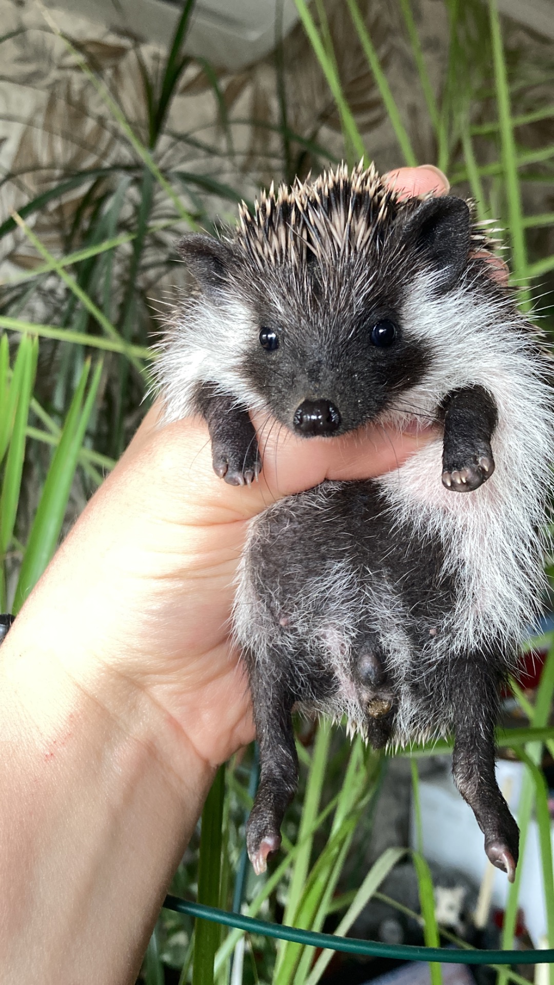 Їжак африканський карликовий ежик