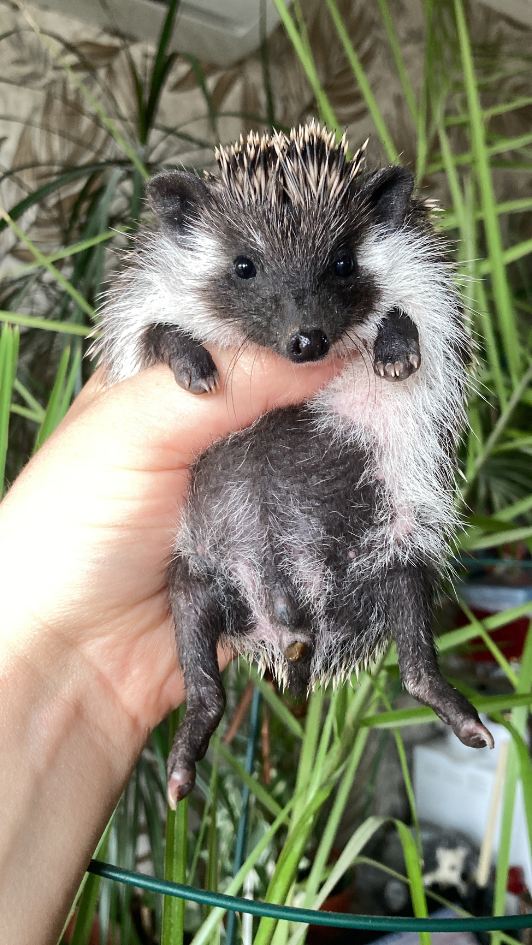Їжак африканський карликовий ежик