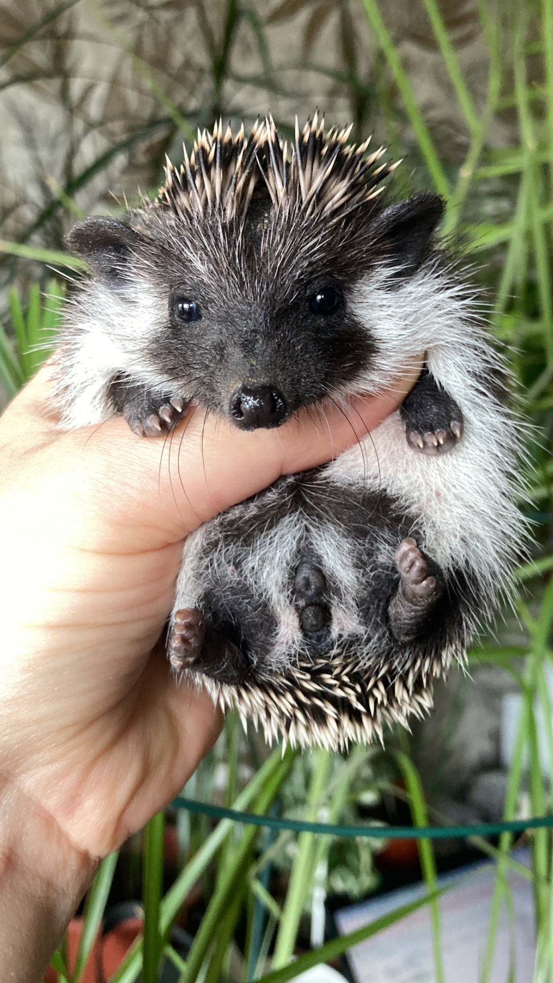 Їжак африканський карликовий ежик