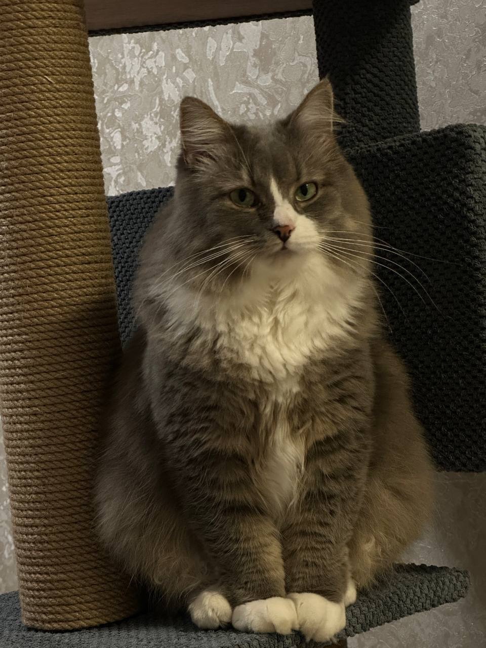 Пухнастий котик Смурфік