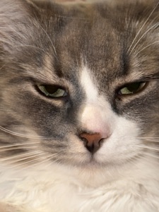 Пухнастий котик Смурфік