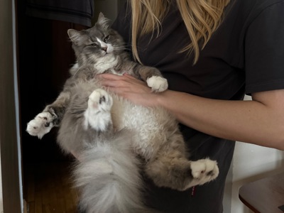 Пухнастий котик Смурфік