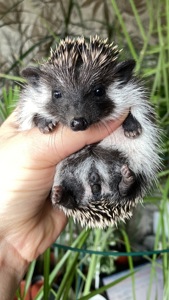 Їжак африканський карликовий ежик