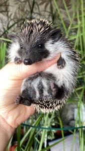 Їжак африканський карликовий ежик