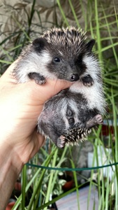 Їжак африканський карликовий ежик