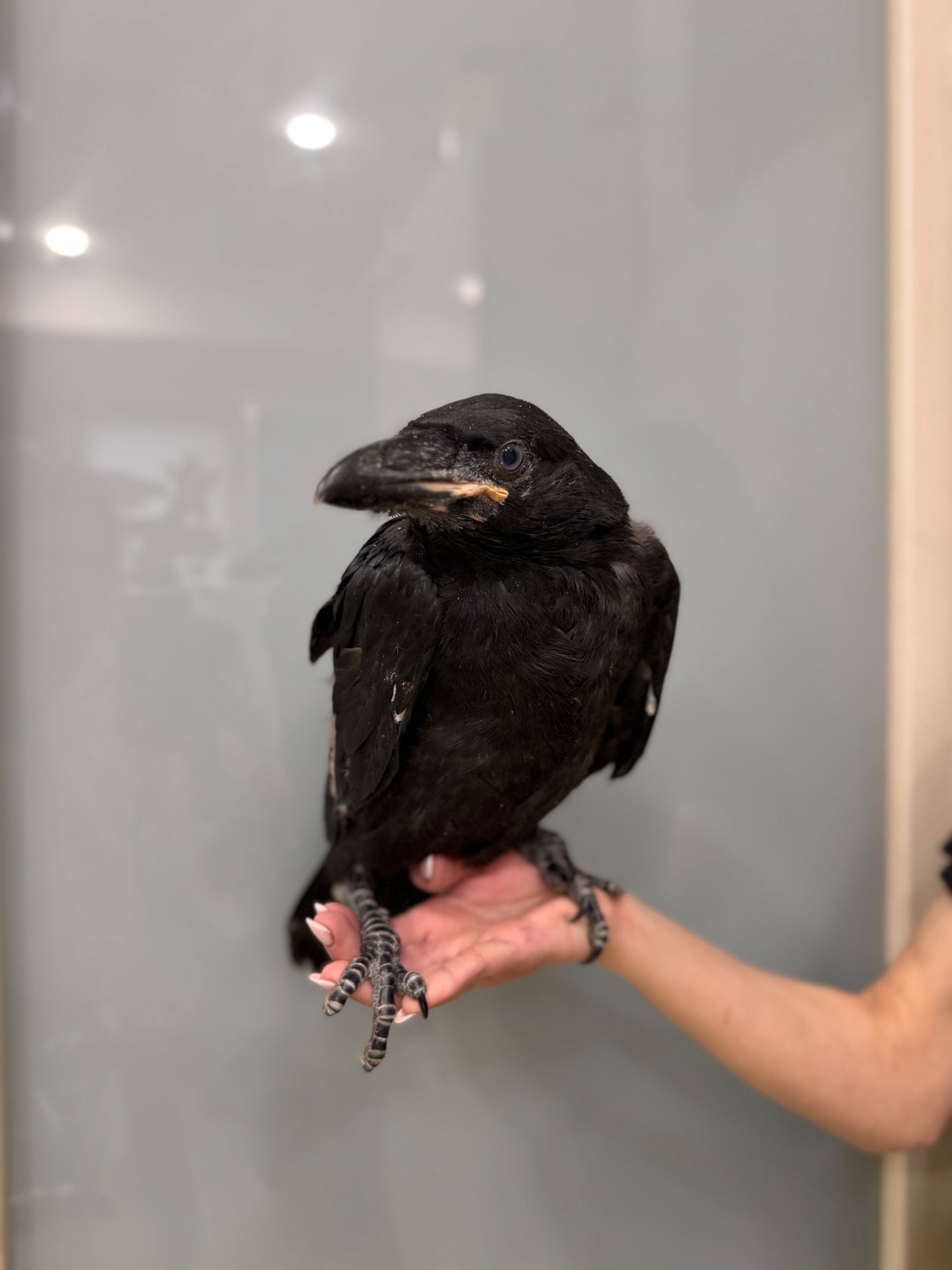 Розмовляючий ворон крук, ручний ворон