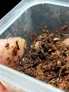 Скорпіони Chaerilus sp. Java